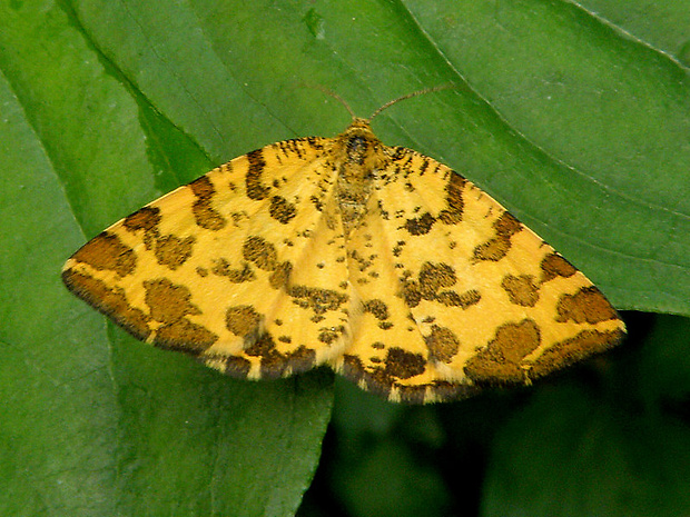 listnatka hluchavková Pseudopanthera macularia  Linnaeus, 1758