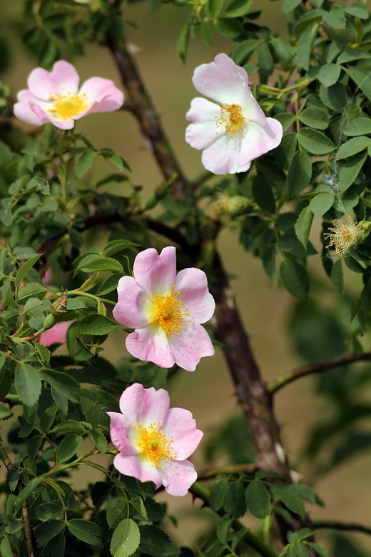 ruža šípová Rosa canina L.