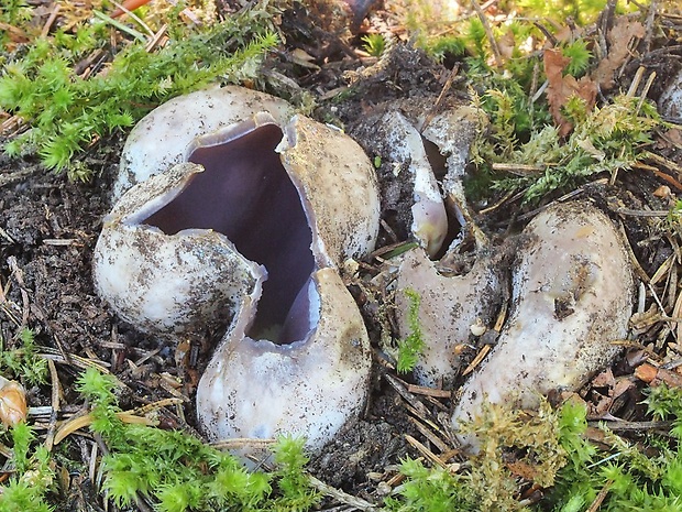 tulipánovka fialová Sarcosphaera coronaria (Jacq.) J. Schröt.