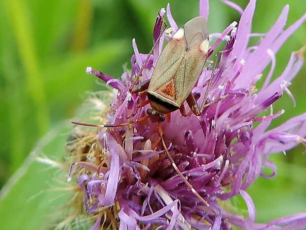 bzdôška pásová / klopuška opásaná Adelphocoris vandalicus Rossi, 1790