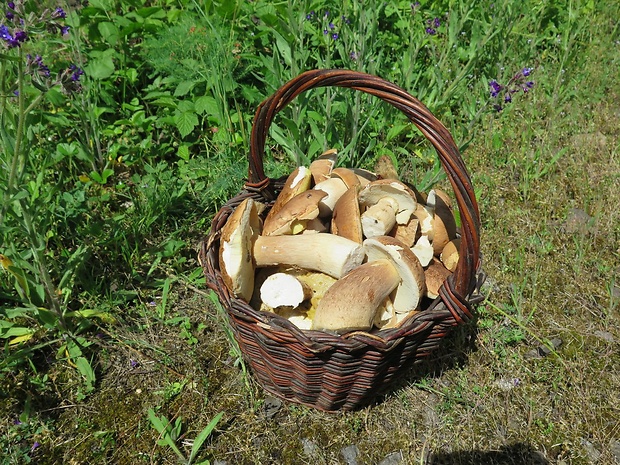 hríb dubový Boletus reticulatus Schaeff.