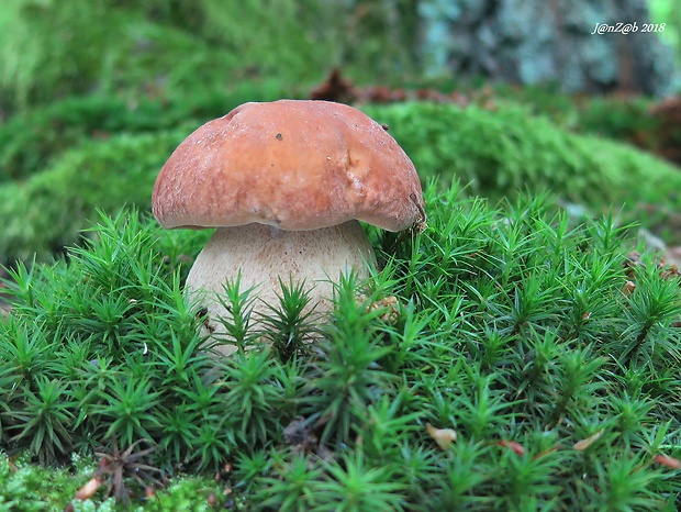 hríb dubový Boletus reticulatus Schaeff.