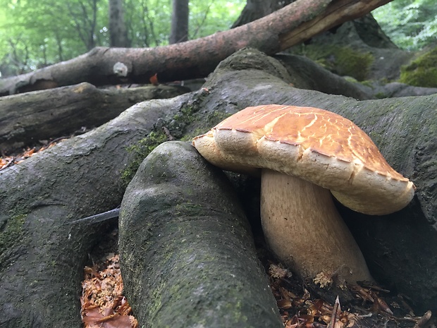 hríb dubový Boletus reticulatus Schaeff.