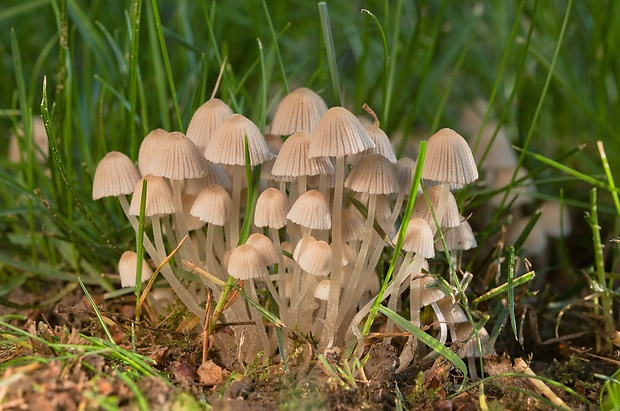 hnojník rozsiaty Coprinellus disseminatus (Pers.) J.E. Lange