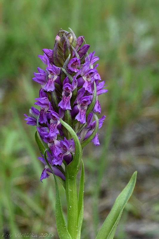 vstavačovec strmolistý pravý Dactylorhiza incarnata subsp. incarnata (L.) Soó