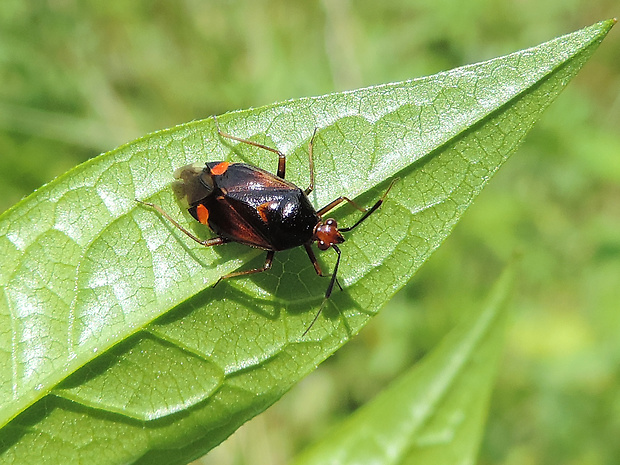 bzdôška premenlivá / klopuška měnlivá Deraeocoris ruber Linnaeus, 1758