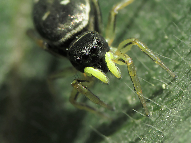 skákavka Heliophanus cupreus