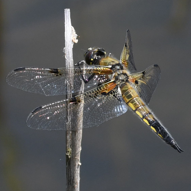 vážka štvorškvrnná Libellula quadrimaculata Linnaeus, 1758