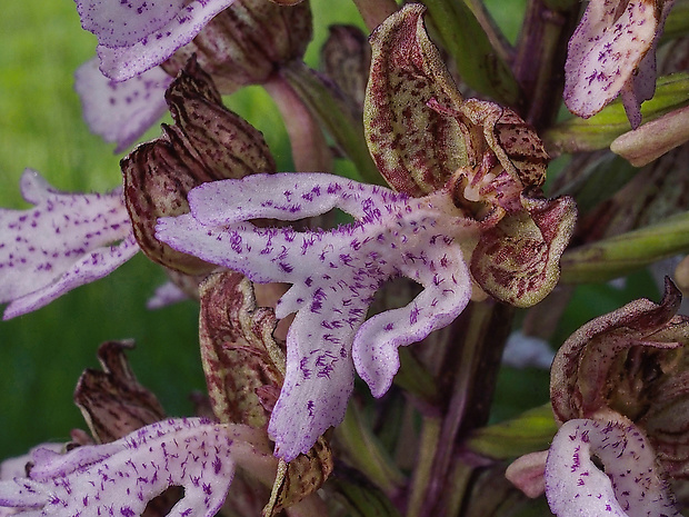 vstavač purpurový Orchis purpurea Huds.