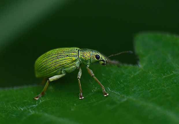 šupináčik stromový Phyllobius arborator  Herbst, 1797