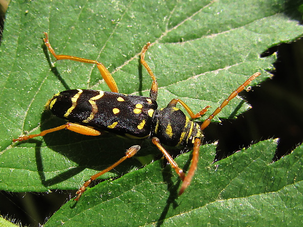 cZ: tesařík dubový Plagionotus arcuatus