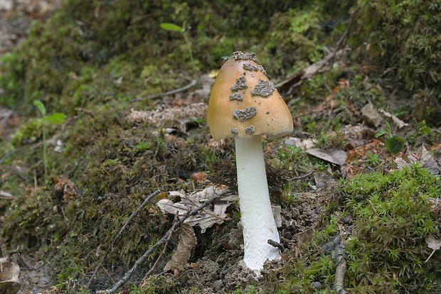 muchotrávka chrastavá Amanita ceciliae (Berk. & Broome) Bas