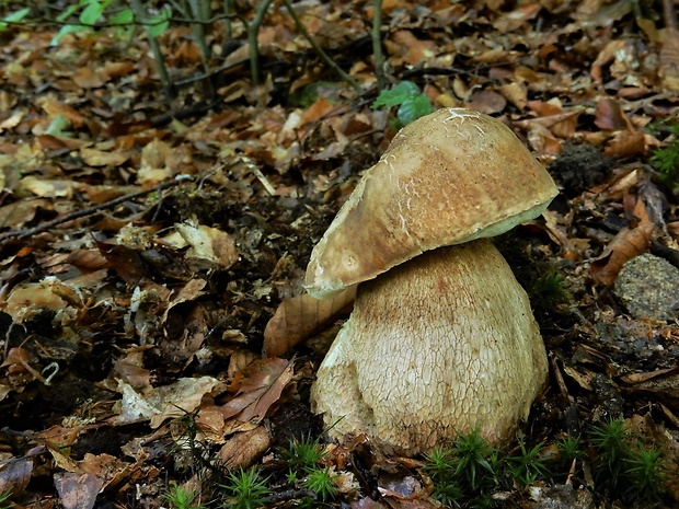 hríb dubový Boletus reticulatus Schaeff.