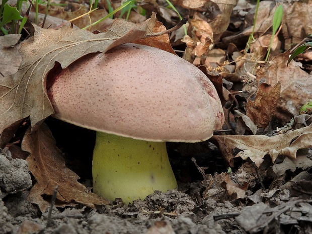 hríb kráľovský Butyriboletus regius (Krombh.) D. Arora & J.L. Frank