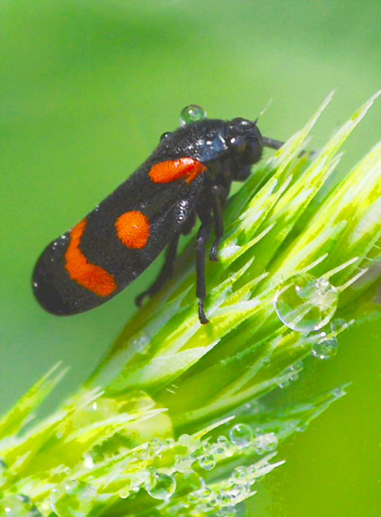 peniarka nížinná Cercopis sanguinolenta