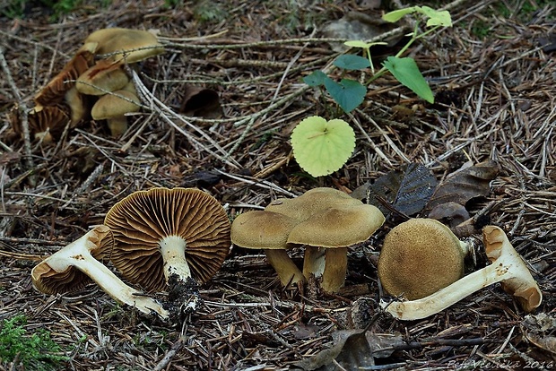 pavučinovec lilavohlubikový Cortinarius venetus (Fr.) Fr.