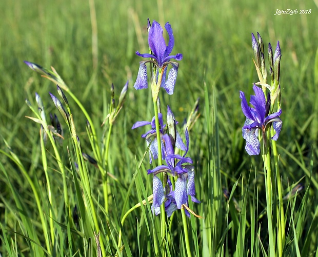 kosatec sibírsky Iris sibirica L.