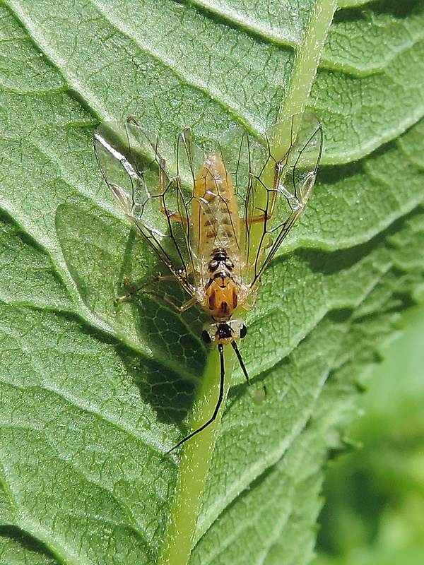 piliarka / pilatka  Pachynematus scutellatus Hartig, 1837