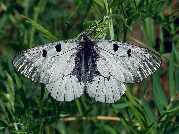 jasoň chochlačkový (sk) / jasoň dymnivkový (cz) Parnassius mnemosyne Linnaeus, 1758