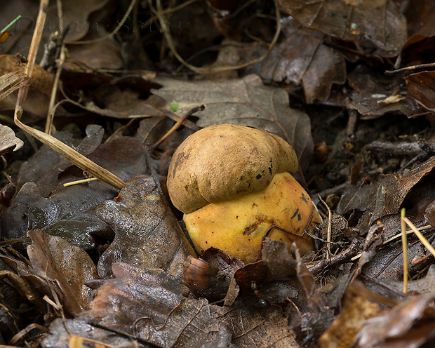 hríb zrnitohlúbikový Sutorius luridiformis (Rostk.) G. Wu & Zhu L. Yang