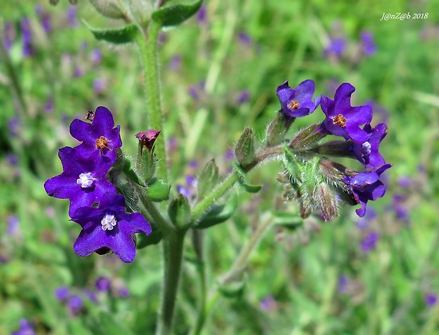 smohla lekárska Anchusa officinalis L.