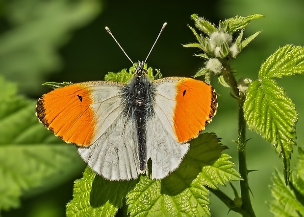 mlynárik žeruchový Anthocharis cardamines ♂