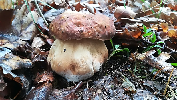 hríb sosnový Boletus pinophilus Pil. et Dermek in Pil.