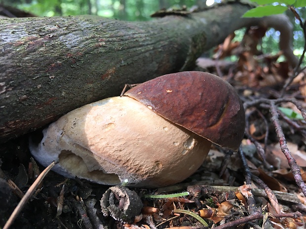 hríb dubový Boletus reticulatus Schaeff.