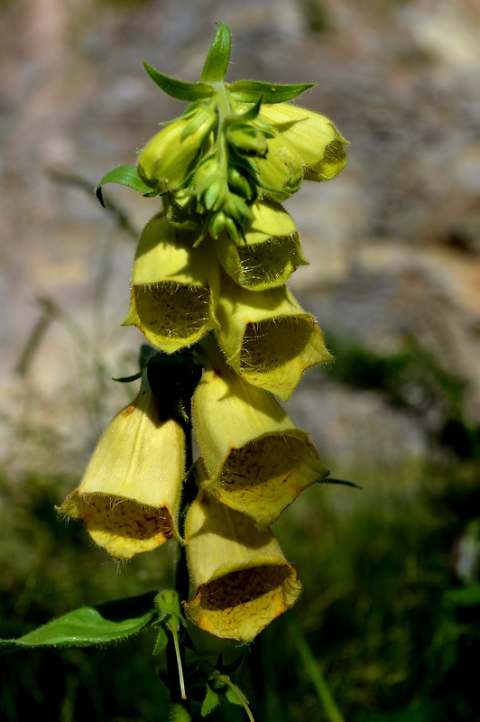 náprstník veľkokvetý Digitalis grandiflora Mill.