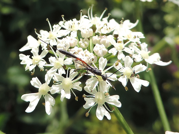 srpovka / srpuška ♀ Gasteruption jaculator (Linnaeus, 1758)