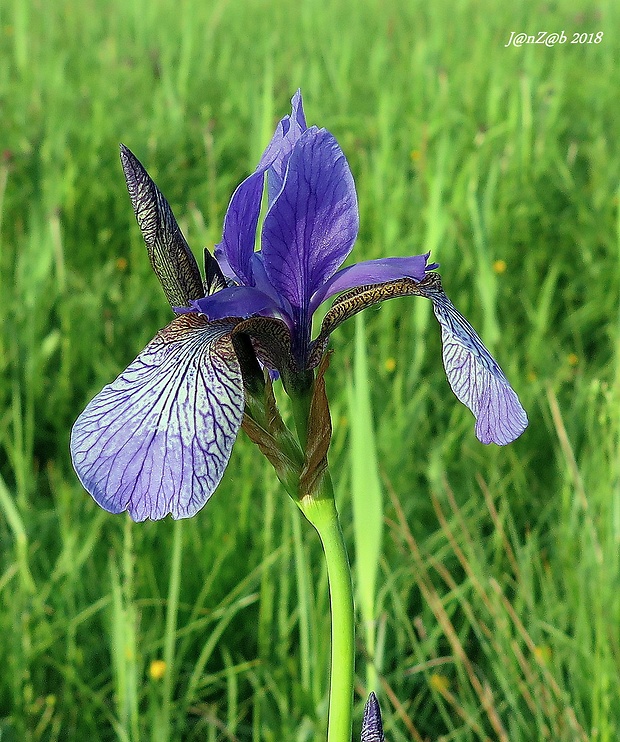 kosatec sibírsky Iris sibirica L.