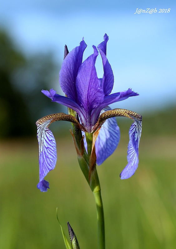 kosatec sibírsky Iris sibirica L.