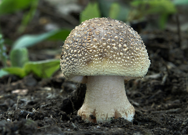 muchotrávka červenkastá Amanita rubescens Pers.