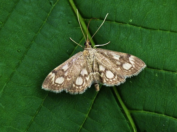 vijačka bazová Anania coronata