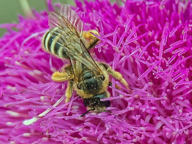 pieskárka pásikavá  Andrena flavipes