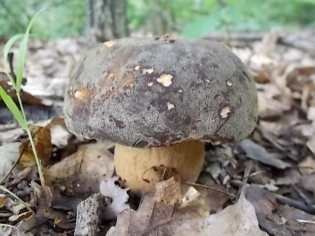 hríb bronzový Boletus aereus Bull. ex Fr.