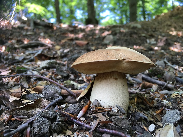 hríb dubový Boletus reticulatus Schaeff.