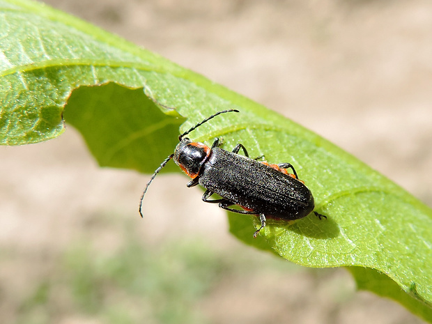 snehuľčík tmavý / páteříček tmavý Cantharis obscura cf. Linnaeus, 1758