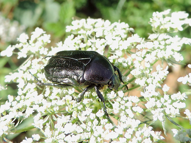 zlatoň obyčajný / zlatohlávek zlatý Cetonia aurata Linnaeus, 1758