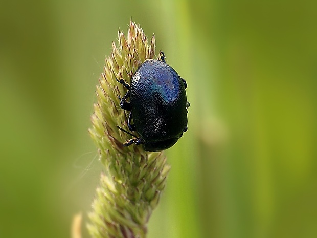 liskavka Chrysolina olivieri