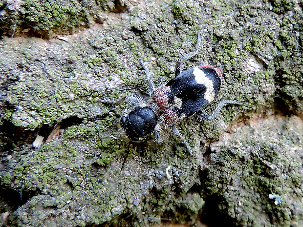 pestroš veľký / pestrokrovečník větší Clerus mutillarius Fabricius, 1775