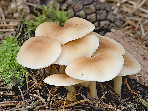 peniazovka Collybia sp.