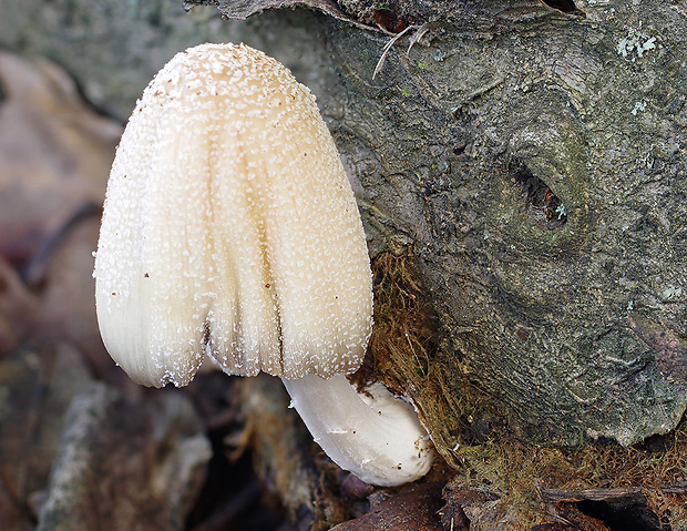 hnojník Coprinus sp.