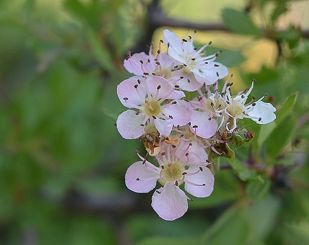 hloh obyčajný Crataegus laevigata (Poir.) DC.