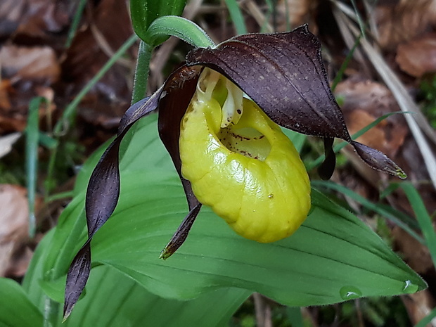 črievičník papučkový Cypripedium calceolus L.