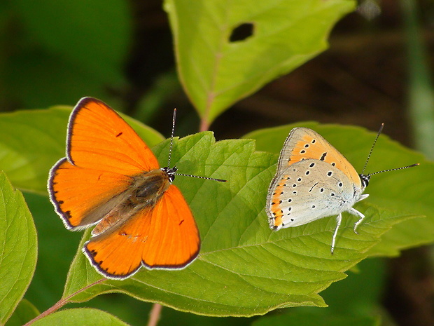 ohniváčik veľký Lycaena dispar Haworth, 1803