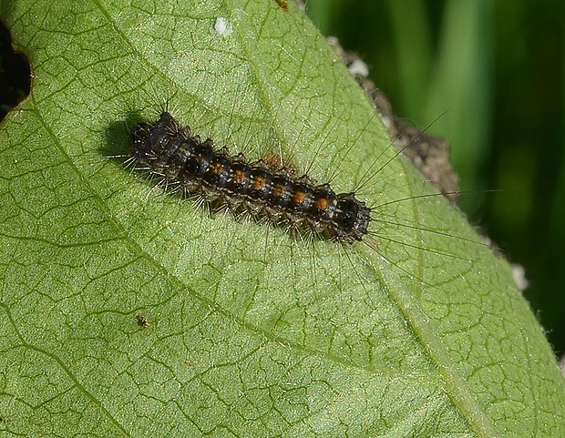 mníška veľkohlavá-nedospelá larva Lymantria dispar