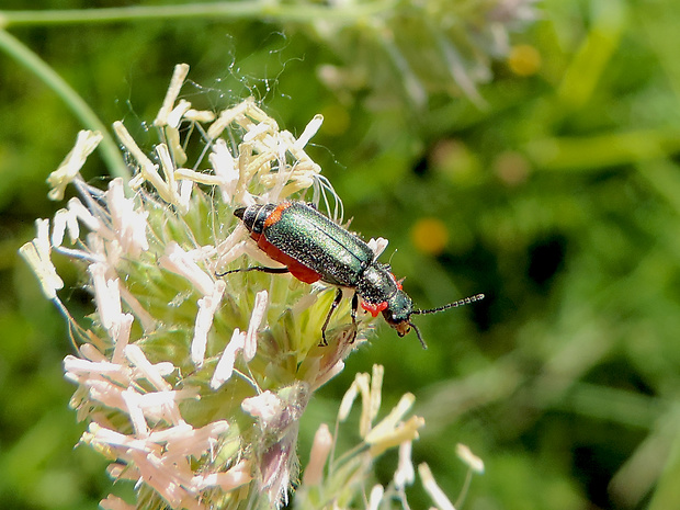 malachius / bradavičník dvojskvrnný Malachius bipustulatus Linnaeus, 1758