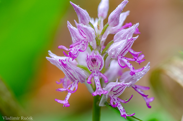 vstavač vojenský Orchis militaris L.