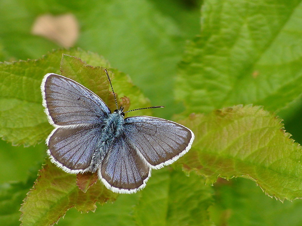 modráčik čiernoobrúbený Plebejus argus Linnaeus, 1758